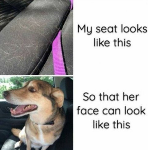 Accessories, Strap, Hound. Text: My seat looks like this So that her face can look like this