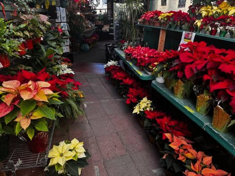 Potted Plant, Leaf, Flower.