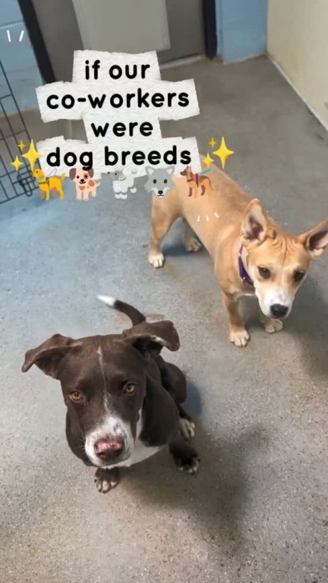 Canine, Dog, Snout. Text: if our co-workers were dog breeds