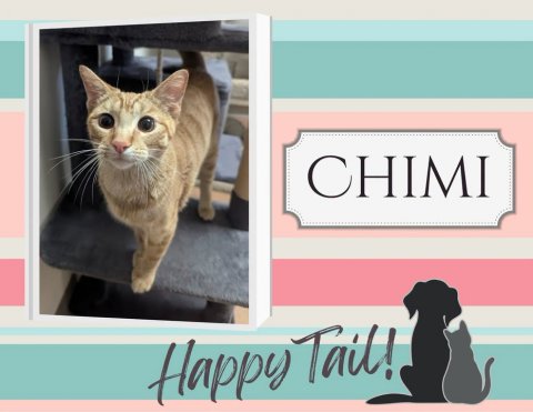 Cat, Pet, Abyssinian. Text: CHIMI Happy Tail!