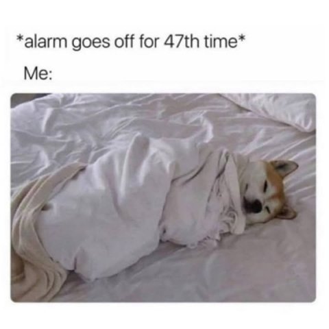 Blanket, Canine, Dog. Text: *alarm goes off for 47th time* Me: