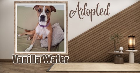 Boxer, Dog, Interior Design. Text: Adopted Vanilla Wafer