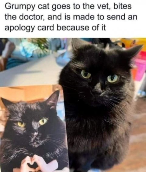 Cat, Pet, Black Cat. Text: Grumpy cat goes to the vet, bites the doctor, and is made to send an apology card because of it