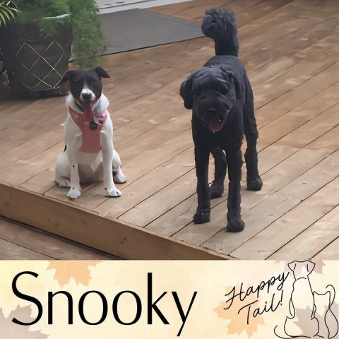 Canine, Dog, Boxer. Text: Happy Tail!