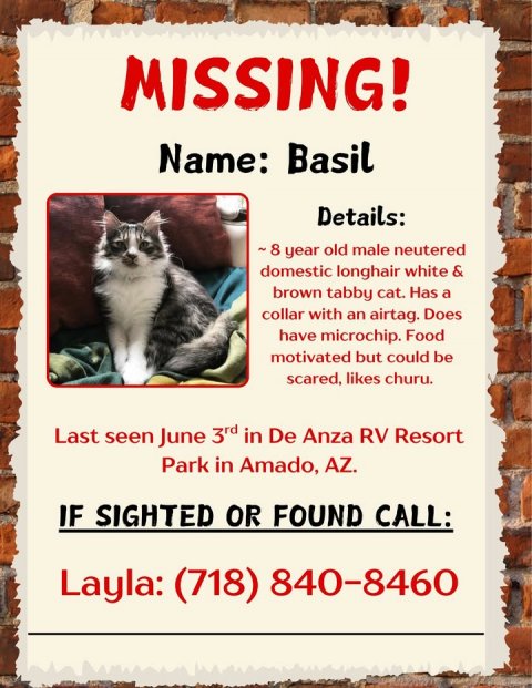 Advertisement, Poster, Cat. Text: MISSING! Name: Basil Details: ~8 year old male neutered domestic longhair white &amp; brown tabby cat. Has a collar with an airtag. Does have microchip. Food motivated but could be scared, likes churu. Last seen June 3rd in De Anza RV Resort Park in Amado, AZ. IF SIGHTED OR FOUND CALL: Layla: (718) 840-8460