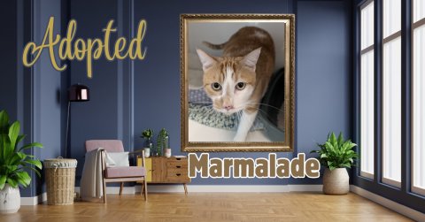 Plant, Potted Plant, Interior Design. Text: Adopted Marmalade