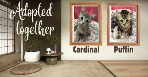 Blackboard, Painting, Kitten. Text: Adopted together Cardinal Puffin
