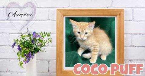 Cat, Kitten, Greeting Card. Text: Adopted COCO PUFF