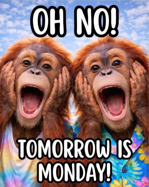 Animal, Monkey, Wildlife. Text: TOMORROW IS MONDAY!