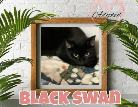 Cat, Mammal, Pet. Text: Adopted