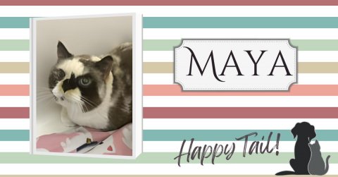 Greeting Card, Cat, Dog. Text: Happy Tail!