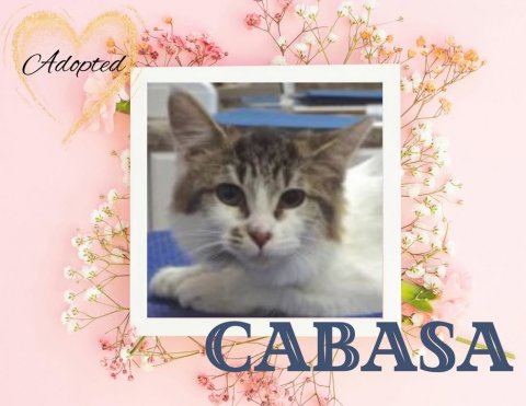 Greeting Card, Mail, Kitten. Text: Adopted CABASA