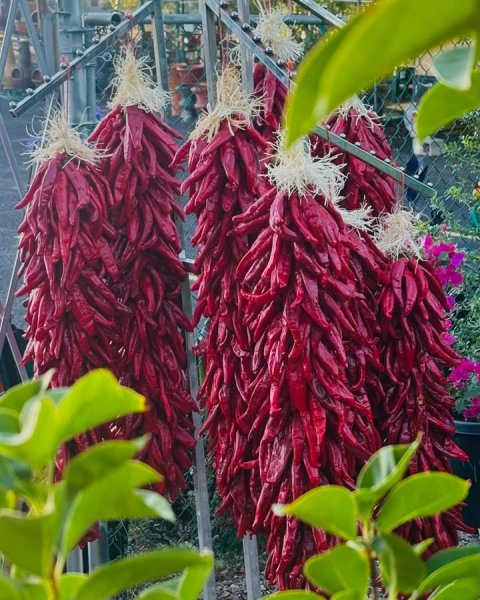 Food, Produce, Pepper.