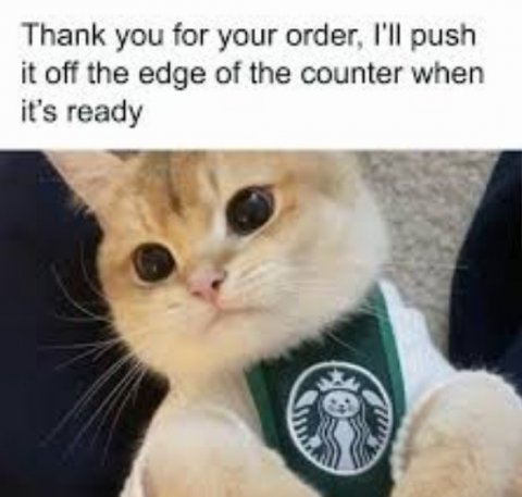 Abyssinian, Cat, Pet. Text: Thank you for your order, I'll push it off the edge of the counter when it's ready