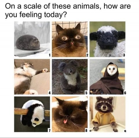 Dog, Bear, Cat. Text: On a scale of these animals, how are you feeling today? 1 2 3 4 5 6 1 8