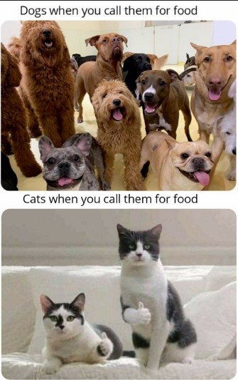 Dog, Pet, Cat. Text: Dogs when you call them for food Cats when you call them for food