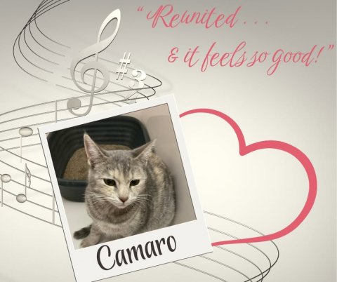 Greeting Card, Mail, Cat. Text: E it feels so good!" Camaro