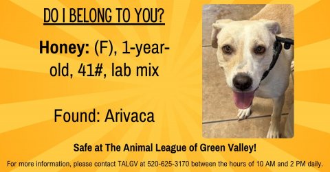 Dog, Advertisement, Poster. Text: DO | BELONG TO YOU? Honey: (F), 1-year- old, 41#, lab mix Found: Arivaca Safe at The Animal League of Green Valley! For more information, please contact TALGV at 520-625-3170 between the hours of 10 AM and 2 PM daily.