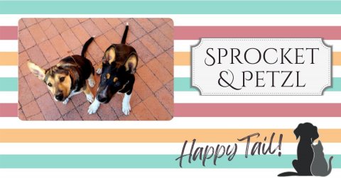 Dog, Hound, German Shepherd. Text: SPROCKET QPETZL Happy Tail!