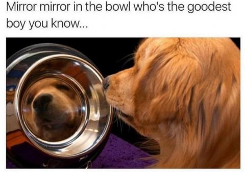 Canine, Dog, Golden Retriever. Text: Mirror mirror in the bowl who's the goodest boy you know...