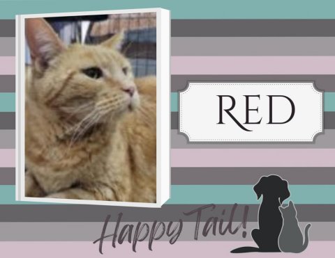 Rat, Pet, Cat. Text: RED Happy Tail!