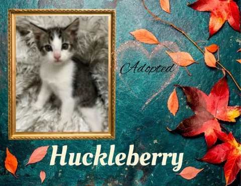 Leaf, Greeting Card, Kitten. Text: Adopted Huckleberry