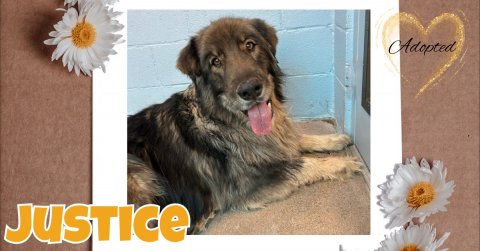 Daisy, Canine, Dog. Text: Adopted JUSTICE
