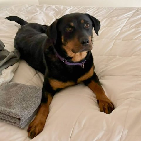 Dog, Hound, Blanket.