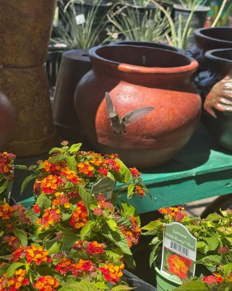 Potted Plant, Herbal, Pot. Text: Lantana
