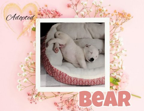 Greeting Card, Mail, Husky. Text: Adopted