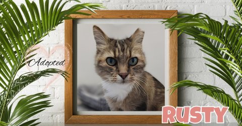 Cat, Pet, Plant. Text: Adopted RUSTY