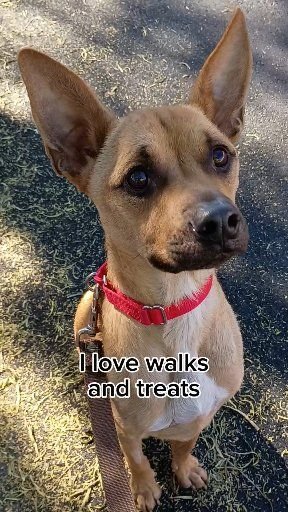 Canine, Chihuahua, Pet. Text: I love walks and treats