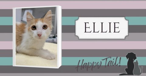 Cat, Kitten, Dog. Text: ELLIE Happy Tail!