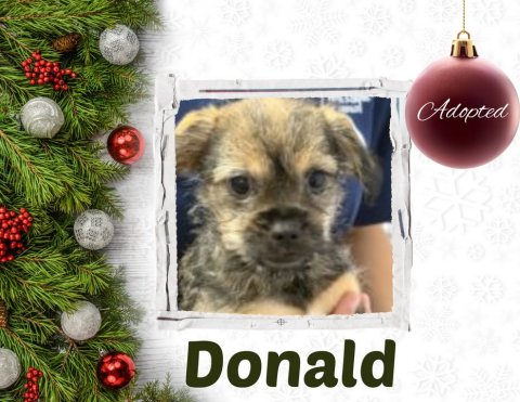 Greeting Card, Dog, Accessories. Text: Adopted Donald