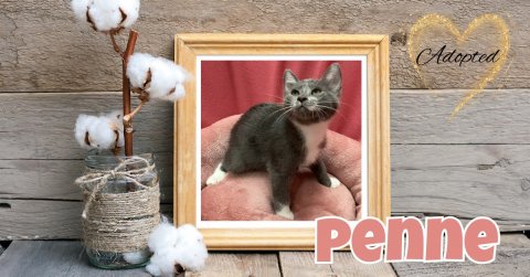 Cat, Kitten, Bird. Text: Adopted Penne