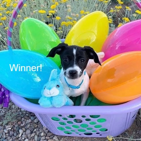 Toy, Balloon, Dog. Text: Winner!