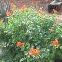 Potted Plant, Vegetation, Planter.