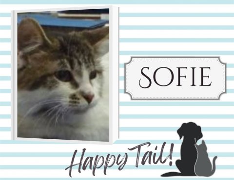 Cat, Pet, Greeting Card. Text: SOFIE Happy Tail!