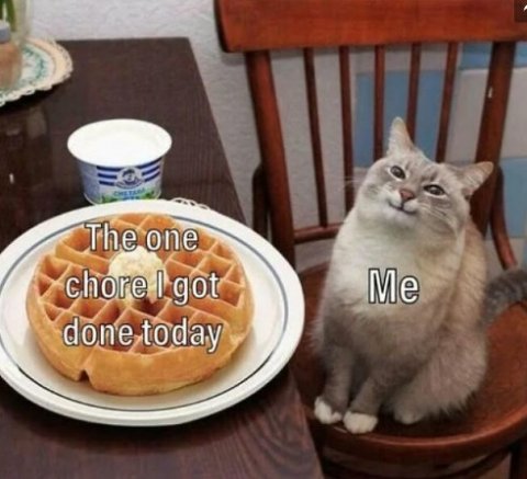 Waffle, Cat, Cup. Text: The one chore I got Me done today