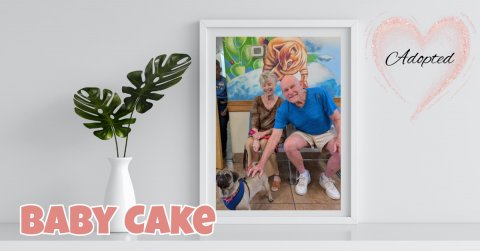 Plant, Potted Plant, Person. Text: Adopted BABY CAKE