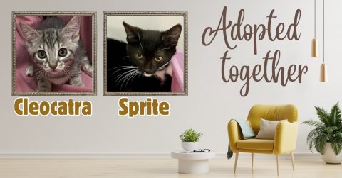 Painting, Plant, Greeting Card. Text: Adopted together Cleocatra Sprite