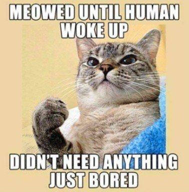 Advertisement, Poster, Cat. Text: MEOWED UNTIL HUMAN WOKE UP DIDN'T NEED ANYTHING JUST BORED