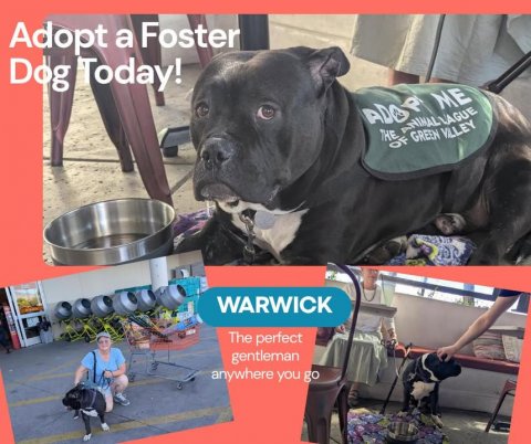 Adult, Person, Woman. Text: Adopt a Foster Dog Today! ADOP ME THE OF ANIMALVAGUE GREEN VILLEY WARWICK The perfect gentleman anywhere you go