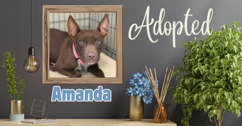 Potted Plant, Jar, Planter. Text: Adopted Amanda