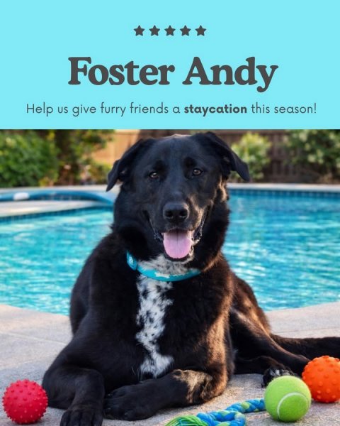 Tennis Ball, Pool, Dog. Text: Foster Andy Help US give furry friends a staycation this season!