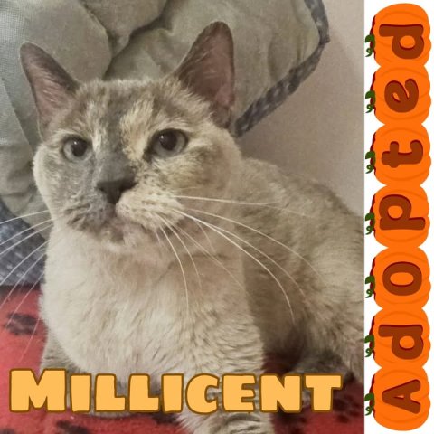 Cat, Mammal, Pet. Text: MILLICENT
