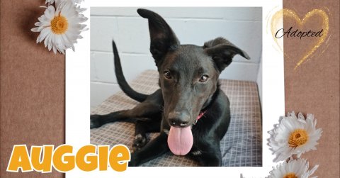 Daisy, Flower, Dog. Text: Adopted AUGGIE