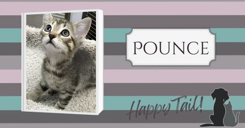 Cat, Kitten, Pet. Text: POUNCE Happy Tail!