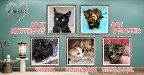 Collage, Painting, Kitten. Text: Adopted AMY CAT BeneTAR WHIRL