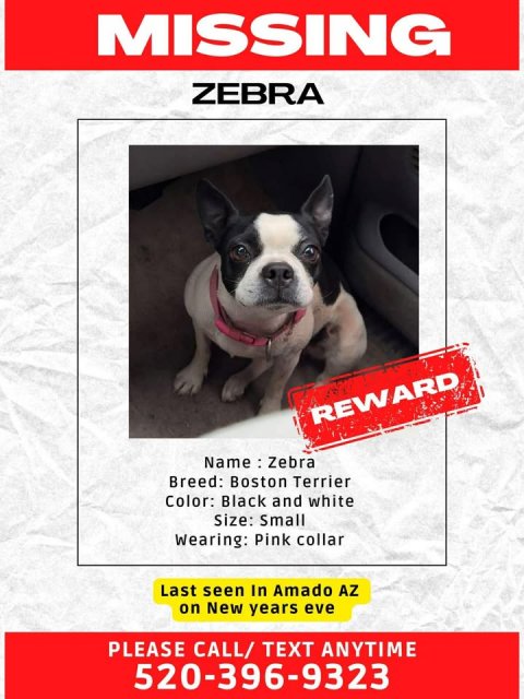 Advertisement, Poster, Dog. Text: MISSING ZEBRA REWARD Breed: Boston Terrier Color: Black and white Size: Small Wearing: Pink collar Last seen In Amado AZ on New years eve PLEASE CALL/ TEXT ANYTIME 520-396-9323